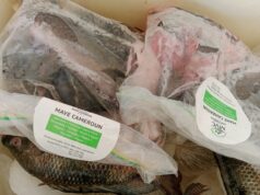 Import substitution : MAVECAM propose du poisson made in Cameroon pour les fêtes de fin d’année