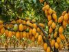Agrobusiness : Le kilogramme du cacao à 1200 FCFA