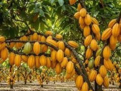 Campagne cacaoyère 2026/2027 : la traçabilité numérique, chantier discret qui attend les producteurs camerounais