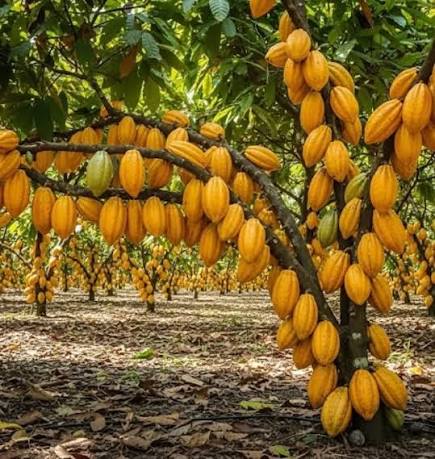 Cacao