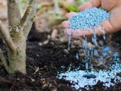 Gros consommateur d’engrais chimiques, le Cameroun songe à réduire l’usage de ces intrants pour donner plus de chance à la production biologique