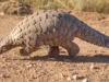Protection de la faune : les cinq prochains mois, Camrail aménage des espaces particuliers au pangolin à bord de son train Express