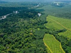 Agro-industrie : Opalm, Camvert, Groupe Jean Fotso II, Sorac, la filière camerounaise de l’huile de palme entre dans une ère de reconfiguration inédite