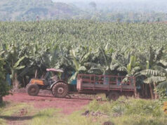 Agro-industrie : en 2022, la PHP a produit 183.000 tonnes de banane