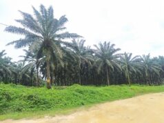 Socapalm : Proforest salue les avancées du dialogue foncier à Dibombari et Édéa, fruit d’un engagement soutenu avec les communautés riveraines
