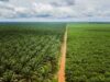 Agro foresterie : Socapalm a soustrait près de 29 300 hectares à son bail avec l’État et attend l’avenant qui fixera ses limites