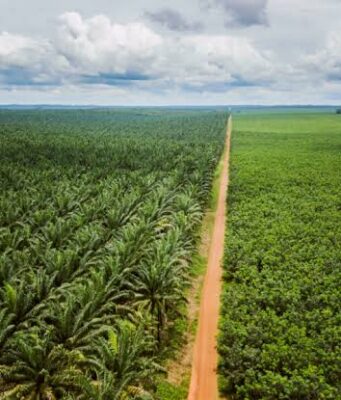 Agro foresterie : Socapalm a soustrait près de 29 300 hectares à son bail avec l’État et attend l’avenant qui fixera ses limites
