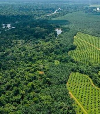 Marché des actions : SOCAPALM tient son cours à 50 000 FCFA dans un marché au ralenti