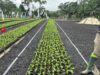 Agriculture : Socfin parie sur la recherche pour produire plus avec moins de terres
