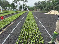 Agriculture : Socfin parie sur la recherche pour produire plus avec moins de terres
