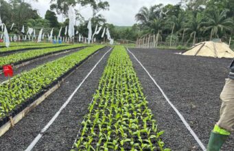 Agriculture : Socfin parie sur la recherche pour produire plus avec moins de terres