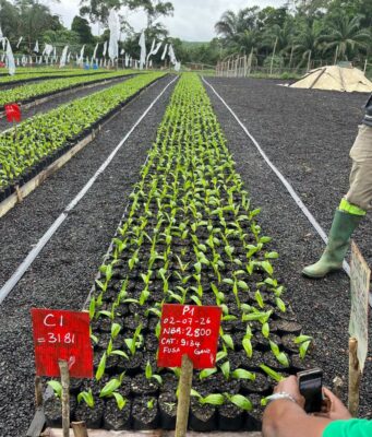Agriculture : Socfin parie sur la recherche pour produire plus avec moins de terres