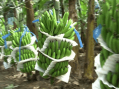 Banane