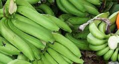 Agrobusiness : les exportations de la banane camerounaise ont augmenté de 661 tonnes en octobre 2019