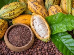 Agro-industrie : une réunion d’extrême urgence à Mamfé pour stopper la vente du cacao camerounais au Nigeria, où plus de 60.000 tonnes ont déjà été écoulées en une saison