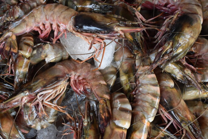 crevettes-ok