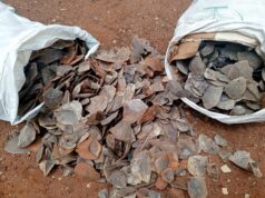 Tibati : Deux personnes devant le tribunal pour trafic de 90 kg d’écailles de pangolin géant