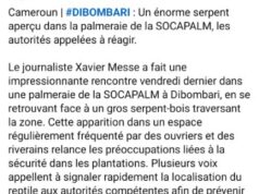 Désinformation : Socapalm contre-attaque après la diffusion d’une vidéo truquée sur sa plantation de Dibombari où un géant python aurait été aperçu