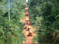 Exploitation forestière