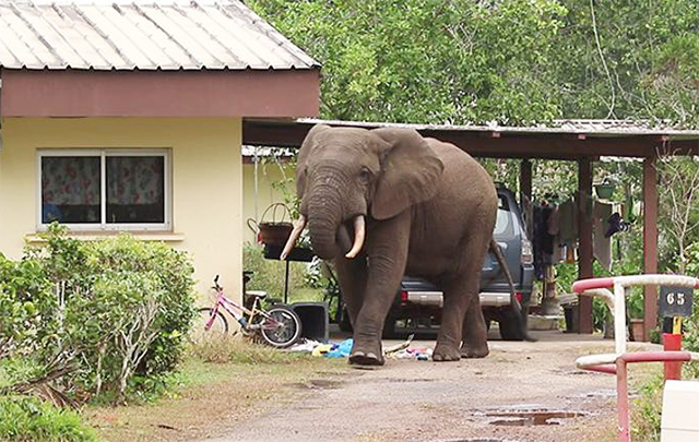 homme-elephant