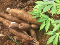 Agro-industrie : l’ONG FADEC réunit la RCA, le Mali, le Niger, la Côte d’Ivoire et bien d’autres pays à Douala pour donner un bel avenir au manioc