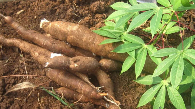 manioc-1