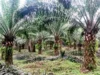 Foncier : la Socapalm engagée dans la restitution des terres à l’État à Eséka et Dibombari