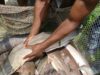 Pisciculture : le Cameroun va importer 15 000 géniteurs améliorés de clarias et de tilapias, afin d’enrichir la base génétique nationale