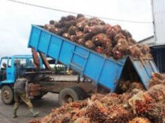 Agro-industrie : la Socapalm réalise un chiffre d’affaires de 76,2 milliards de FCFA en 2022