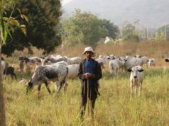 Gagne-pain : 15 000 FCFA, le salaire mensuel des bergers de l’Adamaoua au Nord Cameroun